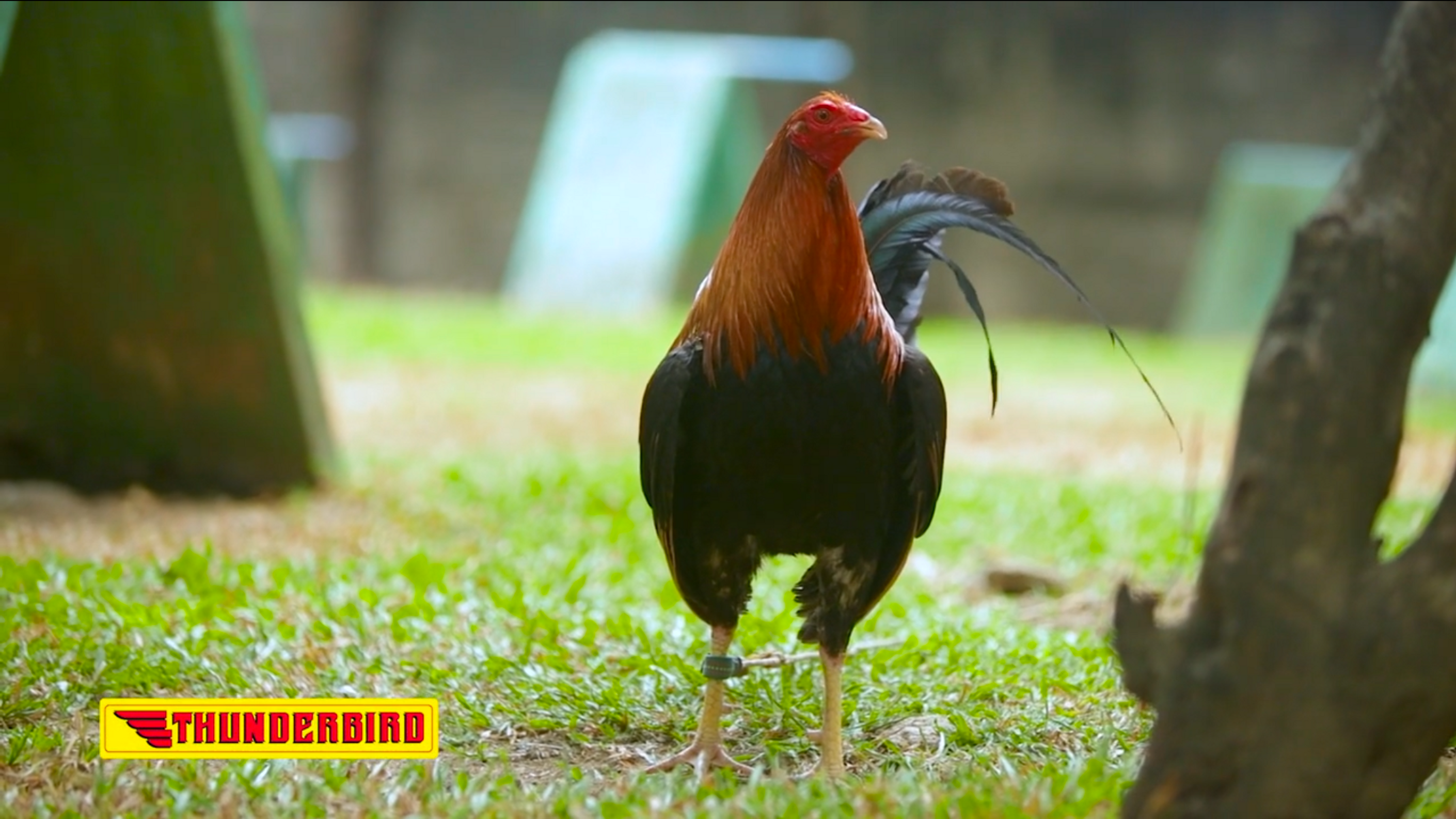 8-time World Slasher Cup Champion Frank Berin ng Mulawin Gamefarm Muling Makakapanayam kasama ang mga Anak na sina Justin at Jeremy sa Thunderbird Fuel Your Passion June 1, 2024